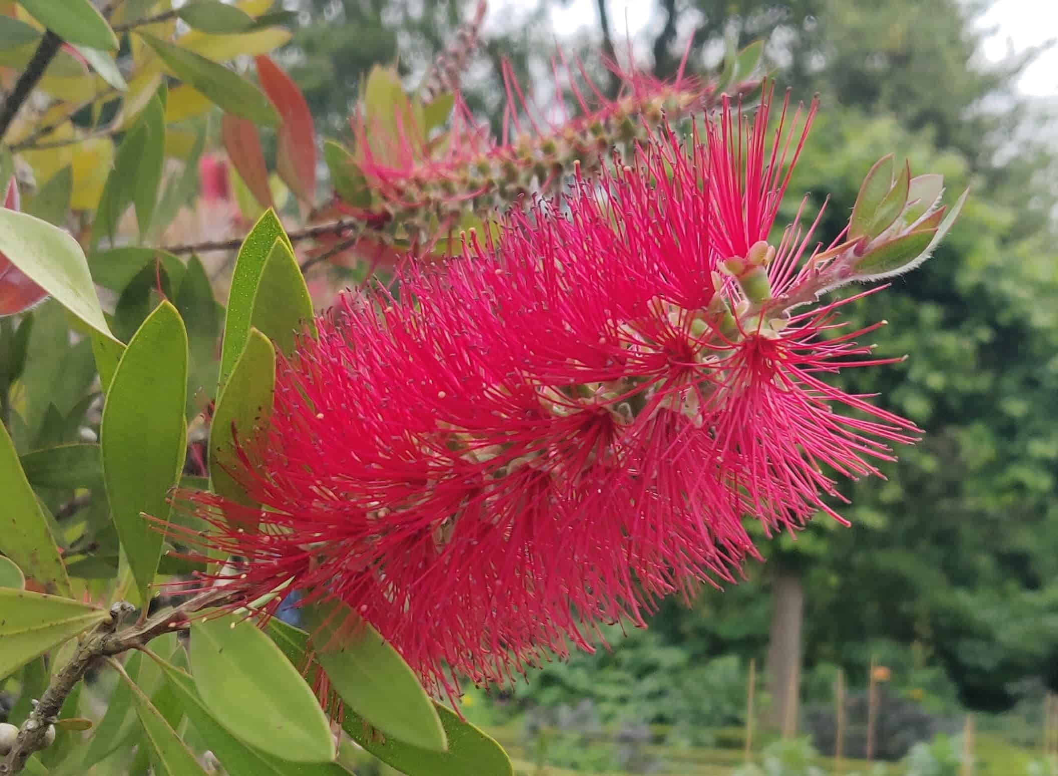 melaleuca