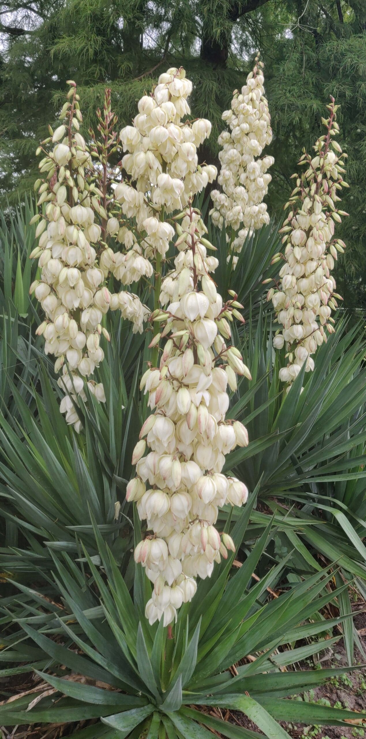 yucca filamentosa