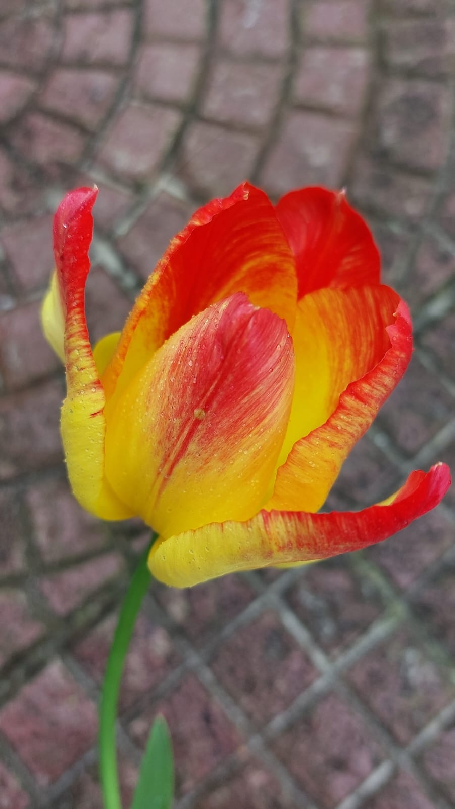 IMG-20240403-WA0000