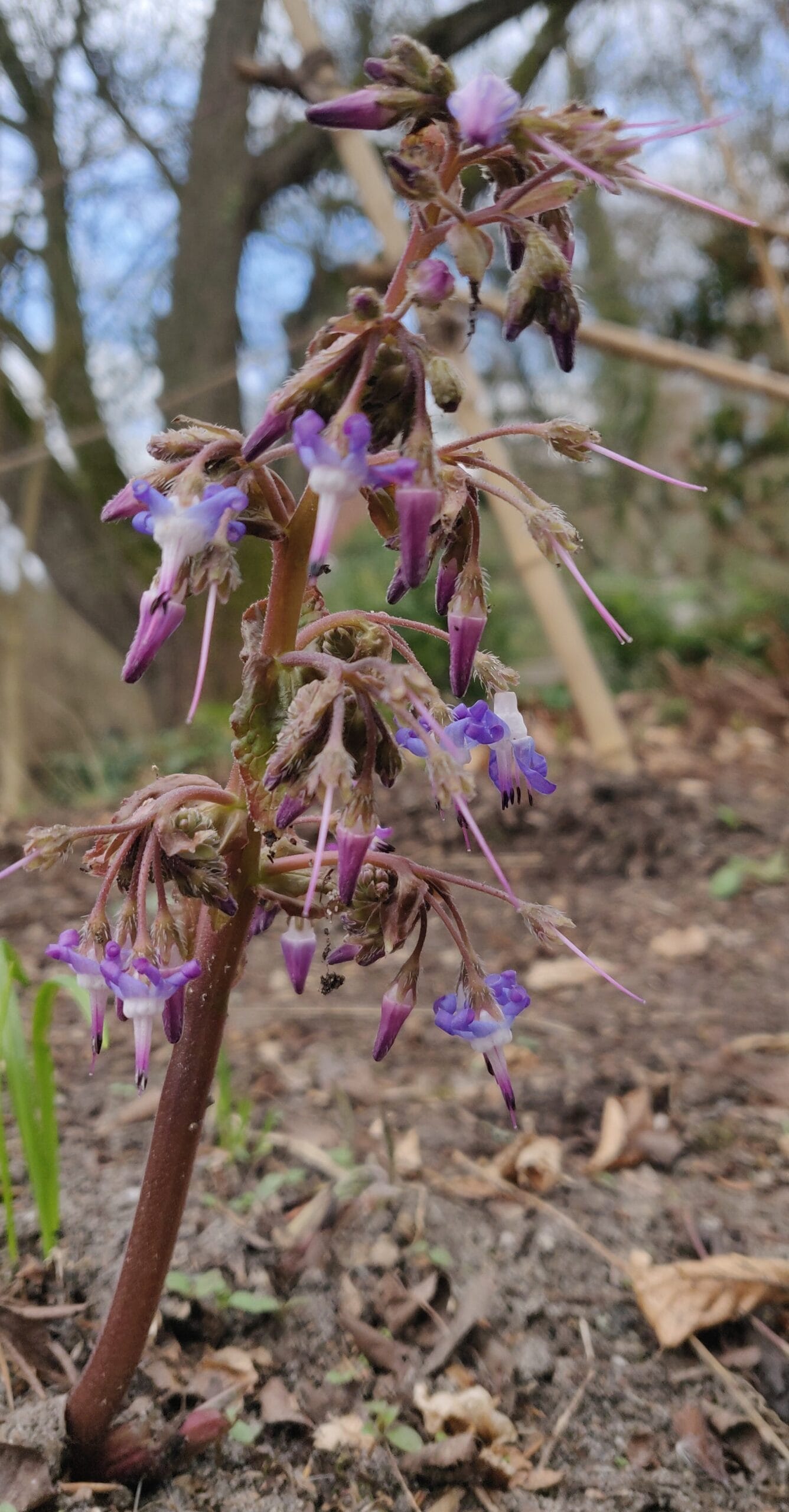 Trachystemon orientalis
