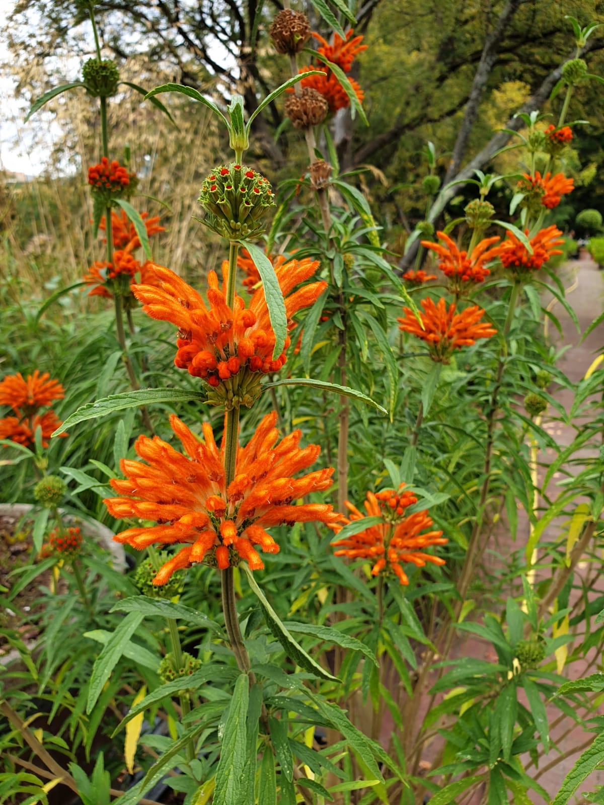 oranje bloem