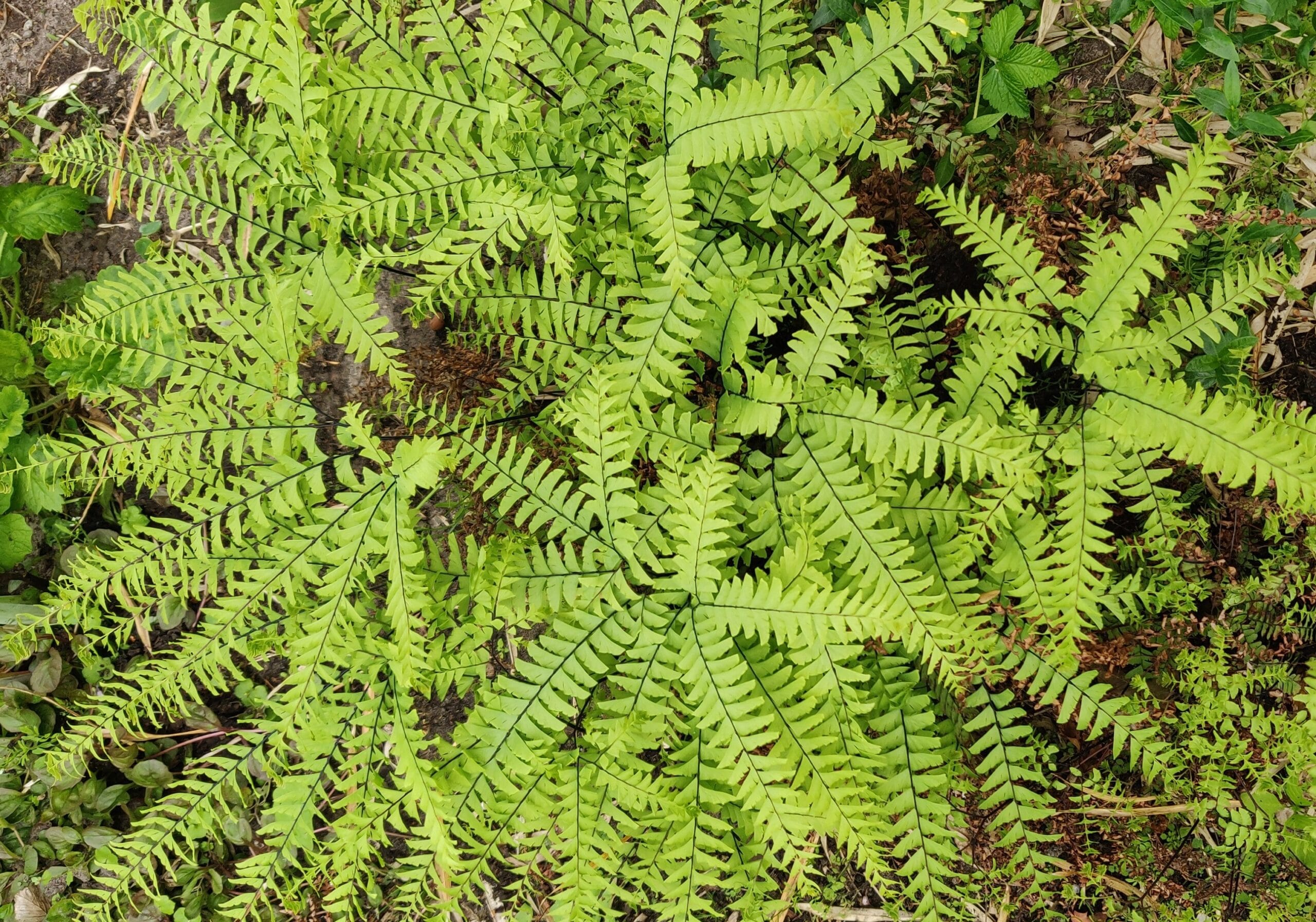 Adiantum pedatum