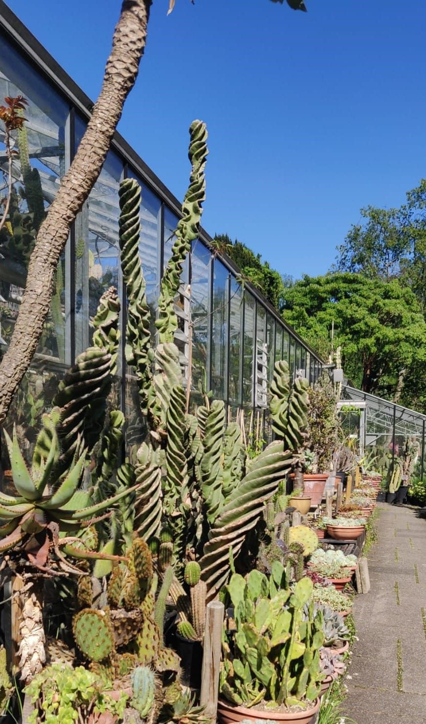 succulenten buiten