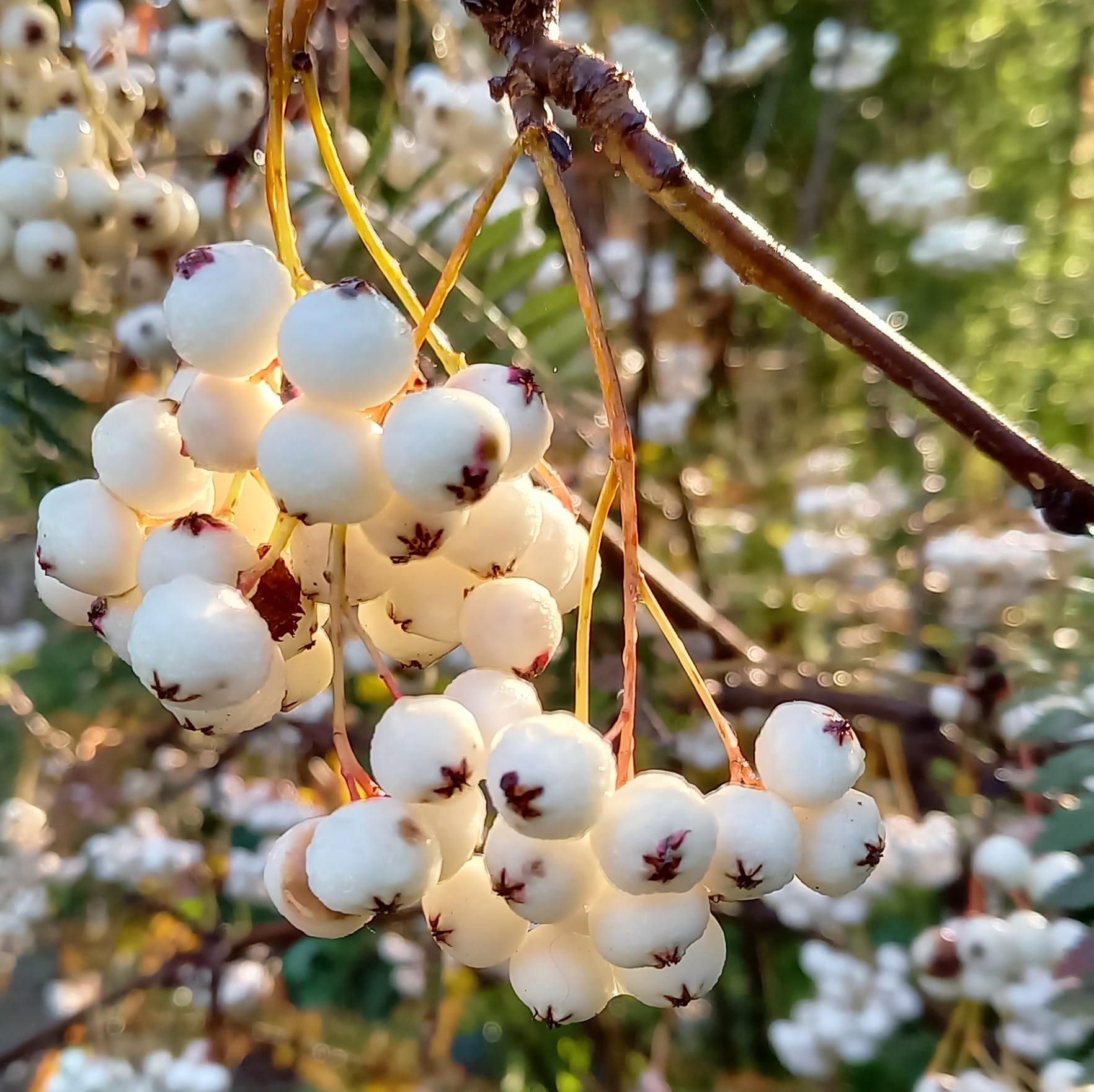 Sorbus frutescens