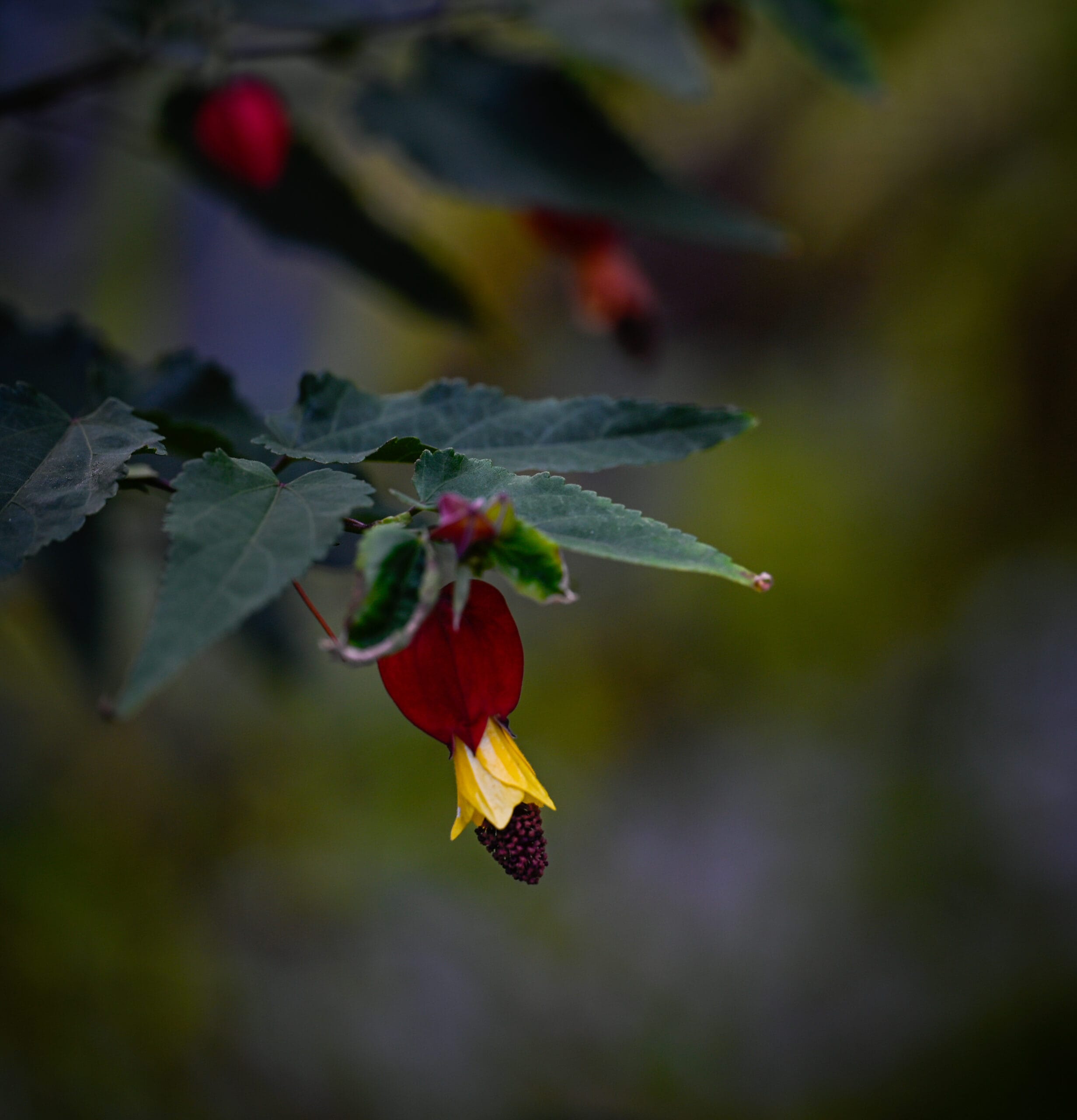 _DSC0095