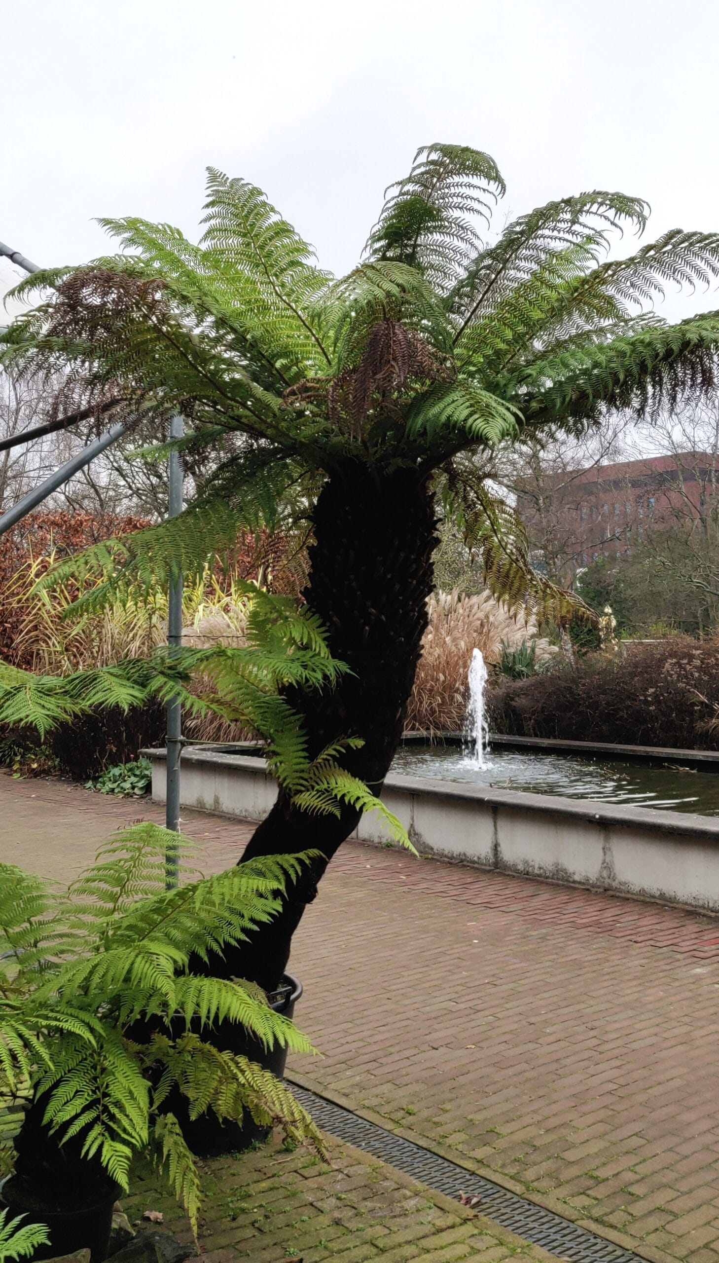 dicksonia2