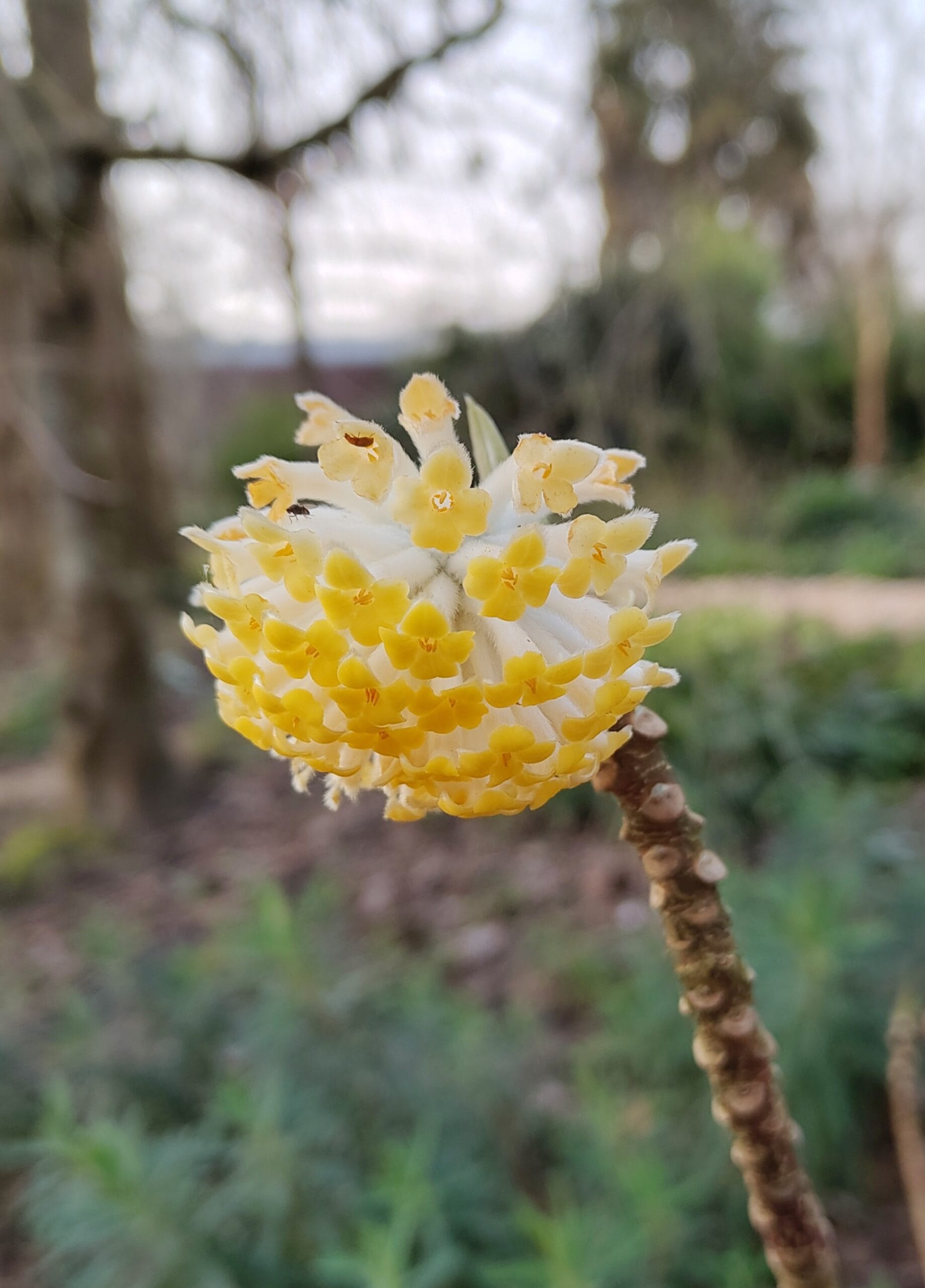 Edgeworthia