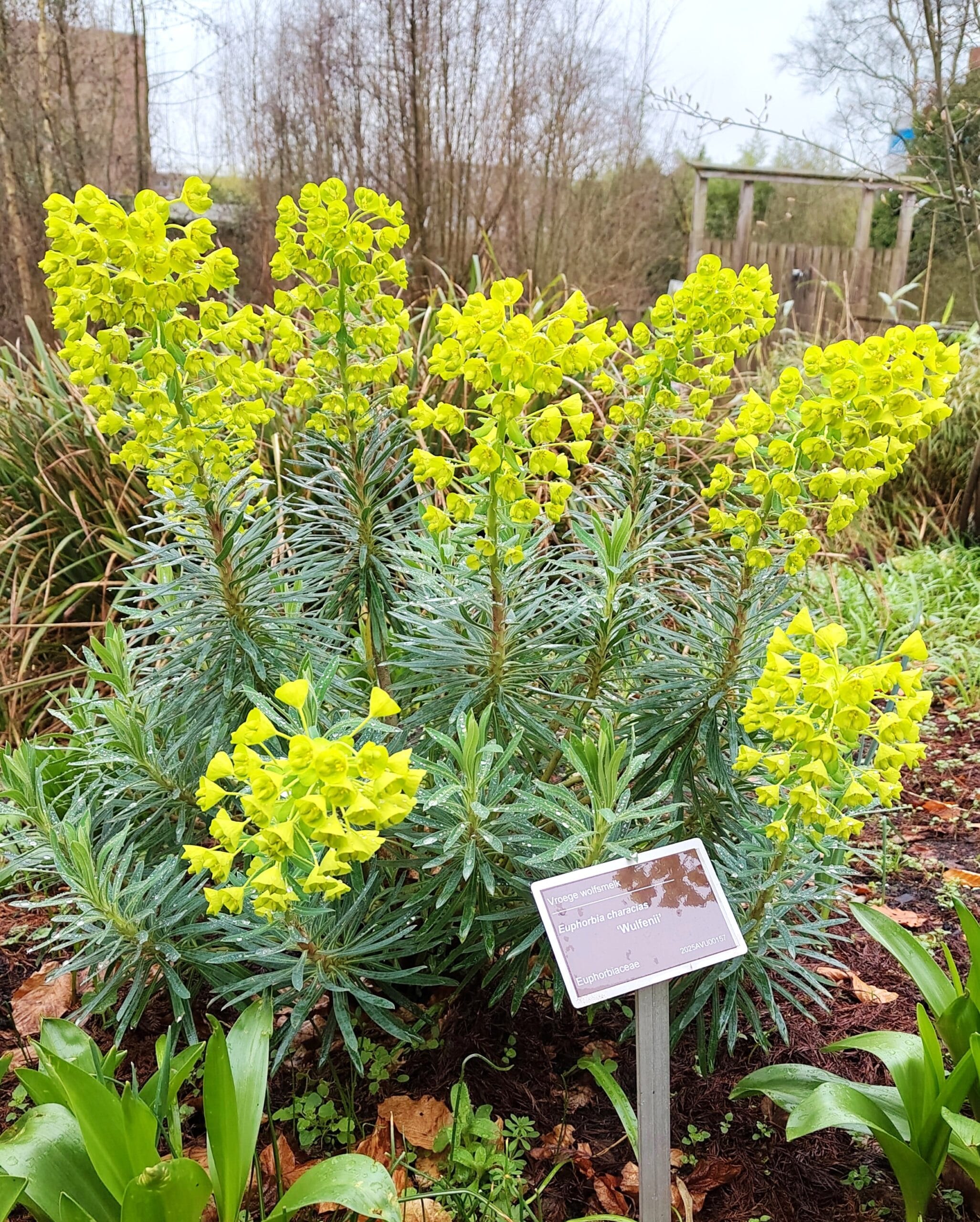 euphorbia characias wulfenii
